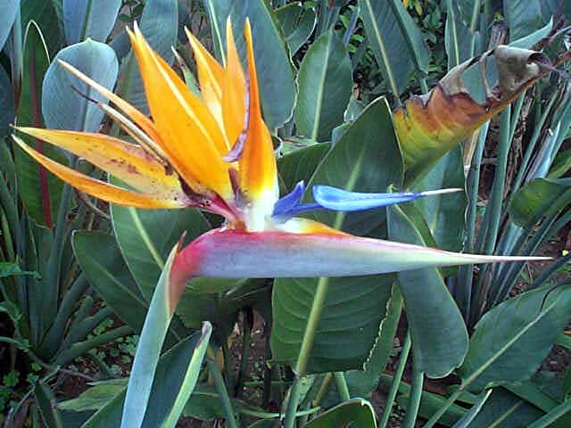 Strelitzia Reginae
